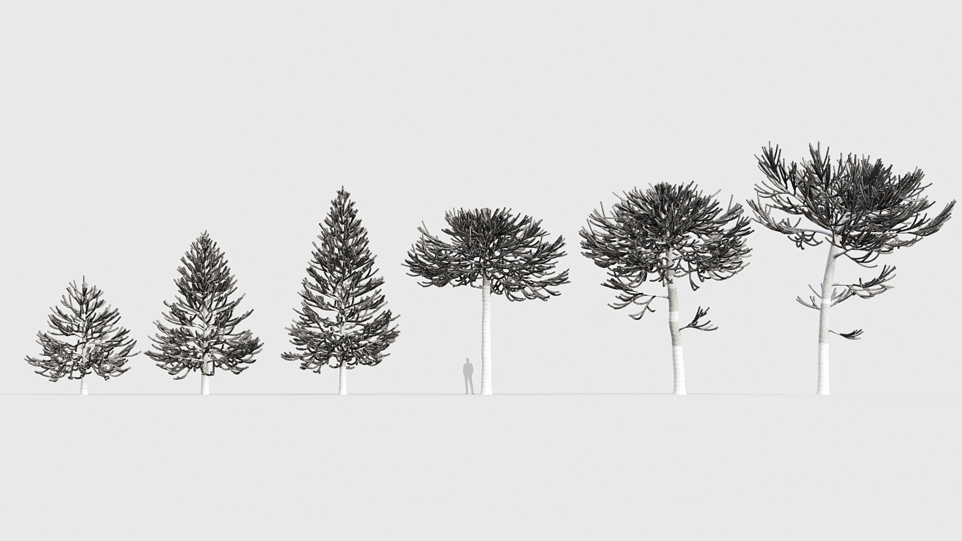 Package 03 Conifer Collection 3D model_7