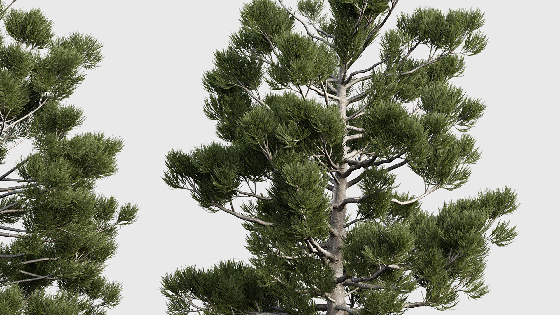 Package 03 Conifer Collection 3D model_11