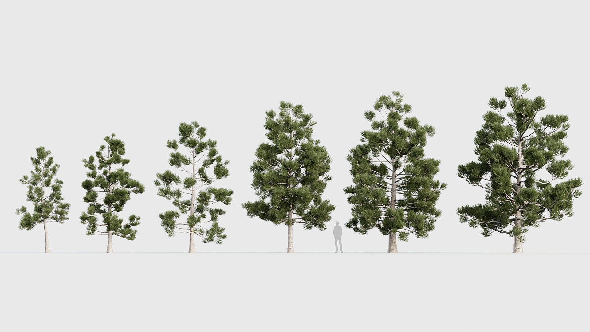 Package 03 Conifer Collection 3D model_8