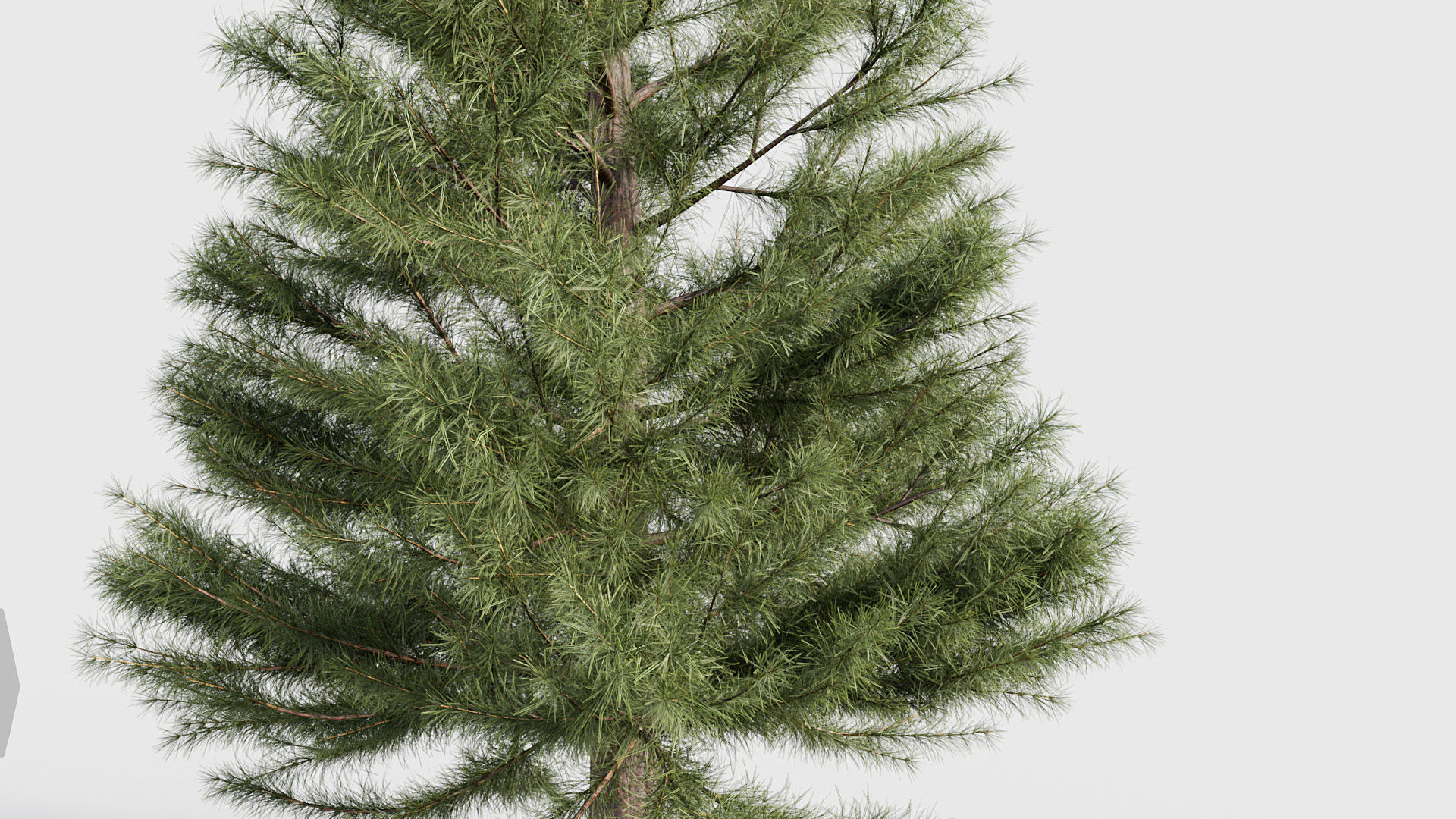 Package 03 Conifer Collection 3D model_65