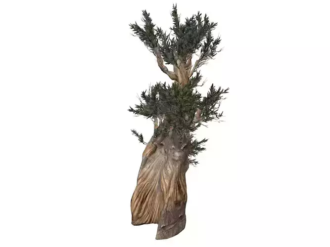 Bristlecone Pine Tree - 01 - 
