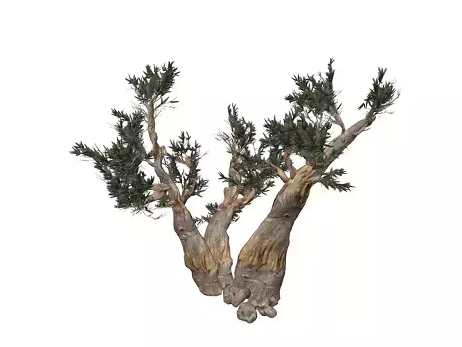 Bristlecone Pine Tree - 02 - 