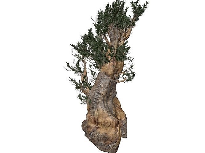 Bristlecone Pine Tree - 03 -  3D model