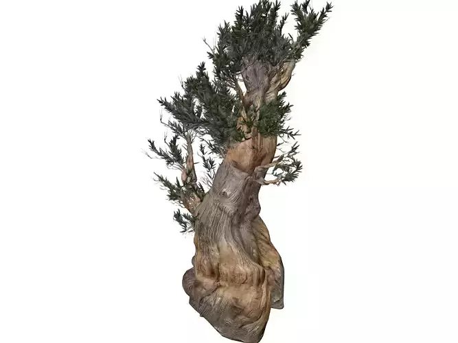 Bristlecone Pine Tree - 03 - 