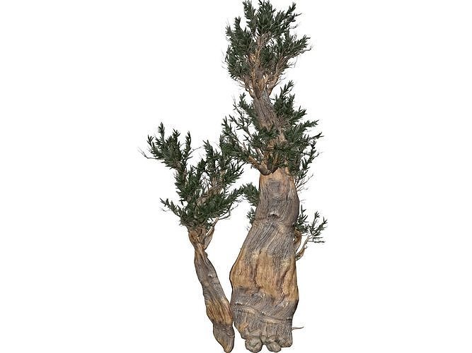 Bristlecone Pine Tree - 04 -  3D model