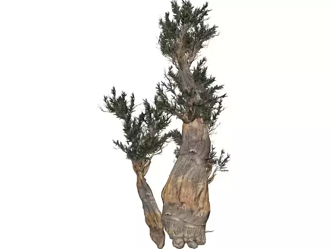 Bristlecone Pine Tree - 04 - 