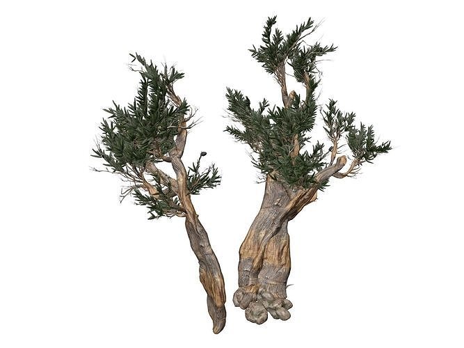 Bristlecone Pine Tree - 05 -  3D model