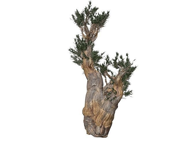 Bristlecone Pine Tree - 06 -  3D model