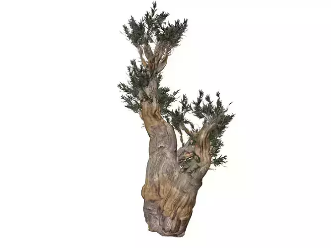 Bristlecone Pine Tree - 06 - 