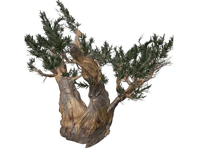 Bristlecone Pine Tree - 07 -  3D model