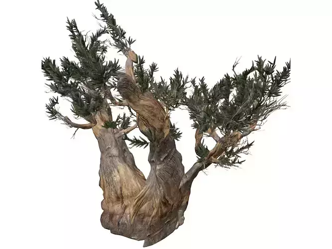Bristlecone Pine Tree - 07 - 