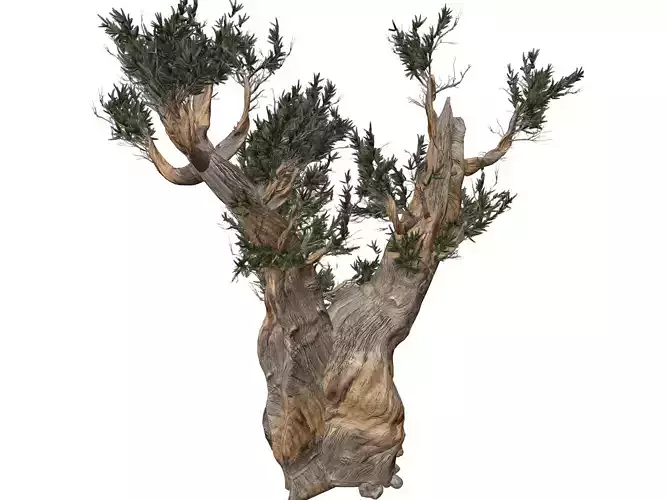 Bristlecone Pine Tree - 08 - 