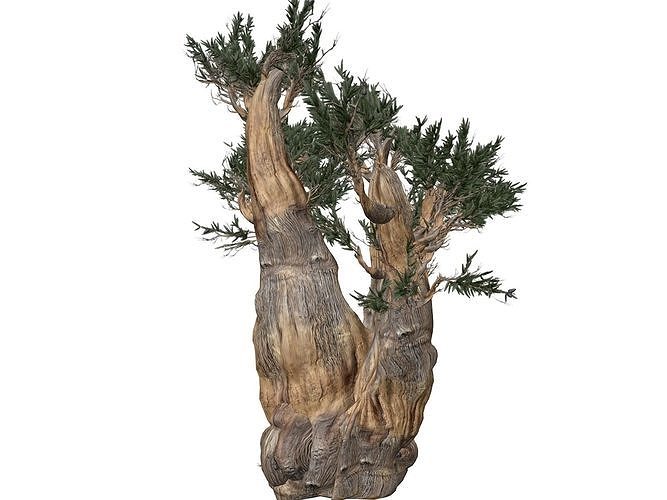 Bristlecone Pine Tree - 09 -  3D model