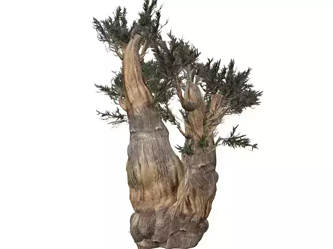 Bristlecone Pine Tree - 09 - 