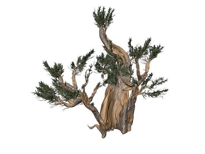 Bristlecone Pine Tree - 10 -  3D model