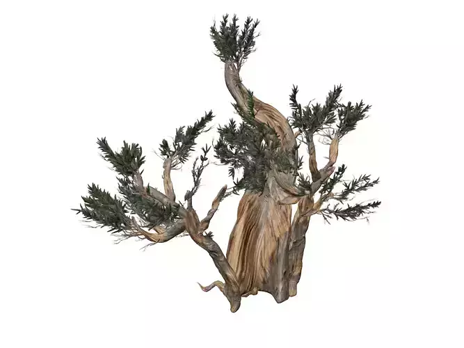 Bristlecone Pine Tree - 10 - 