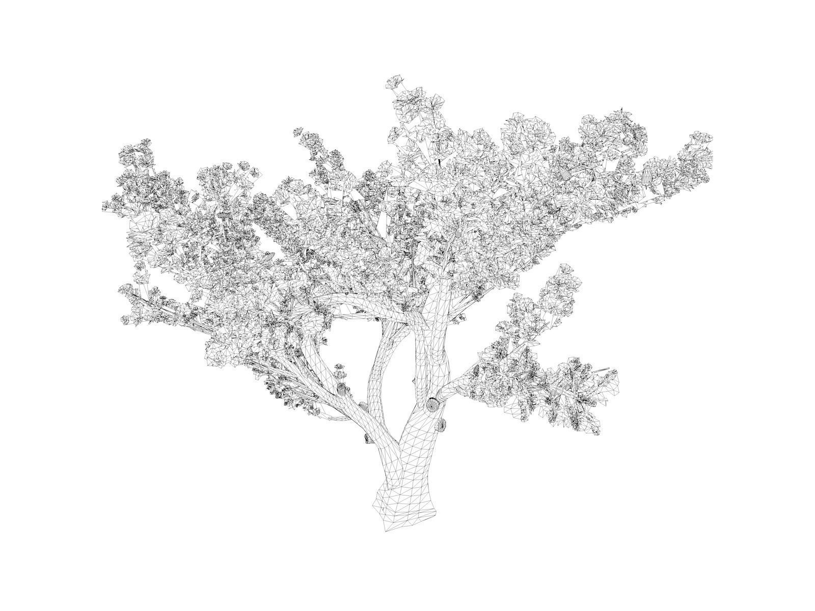 Cedar of Lebanon Tree - 01 - 3D model_1