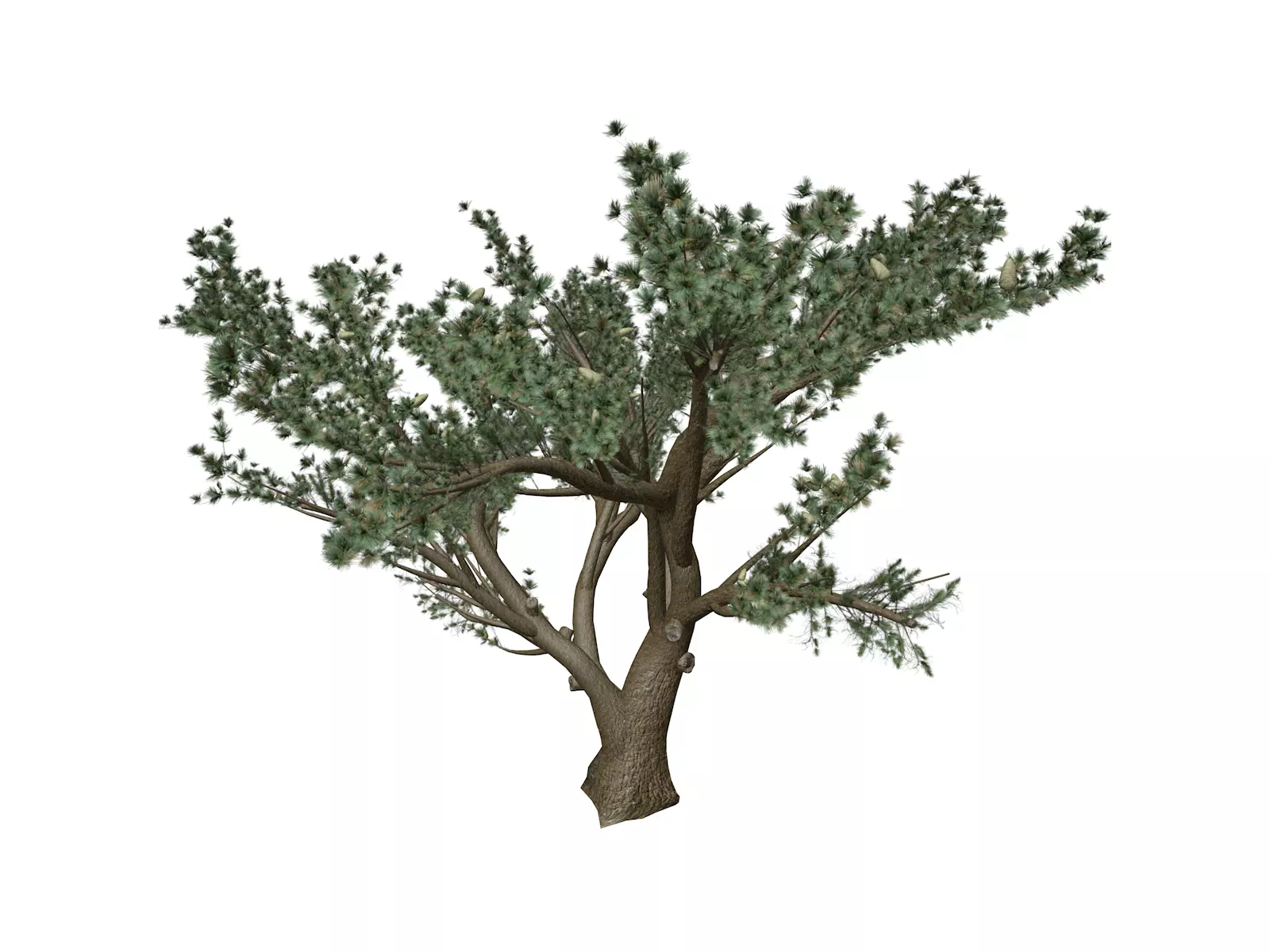 Cedar of Lebanon Tree - 01 - 3D model_0