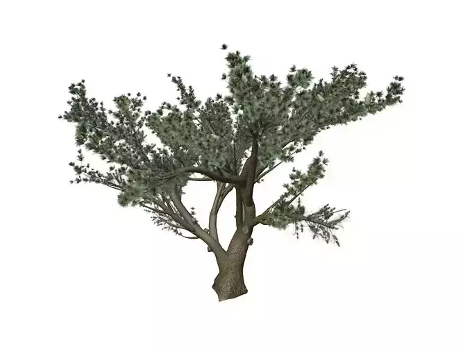 Cedar of Lebanon Tree - 01 -
