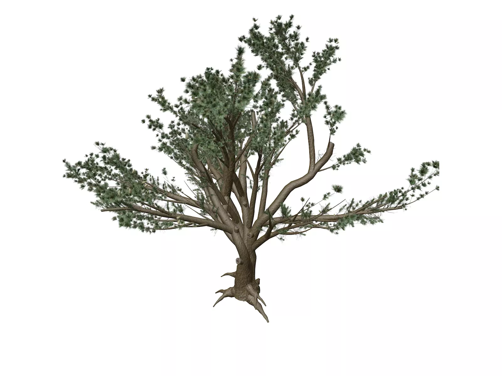 Cedar of Lebanon Tree - 02 - 3D model_0