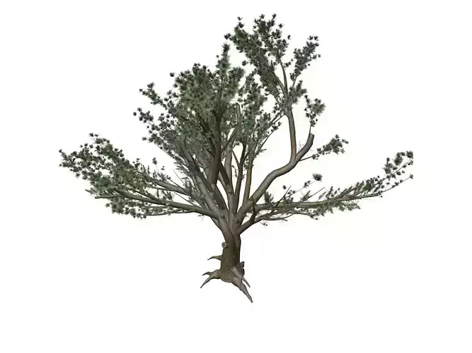 Cedar of Lebanon Tree - 02 -