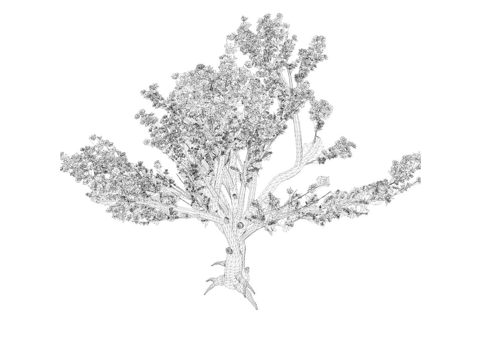 Cedar of Lebanon Tree - 02 - 3D model_1