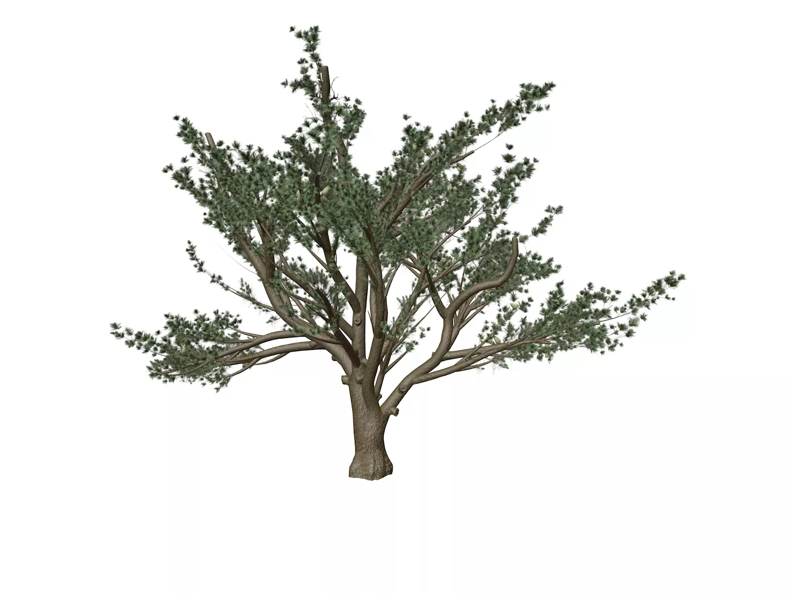 Cedar of Lebanon Tree - 03 - 3D model_0