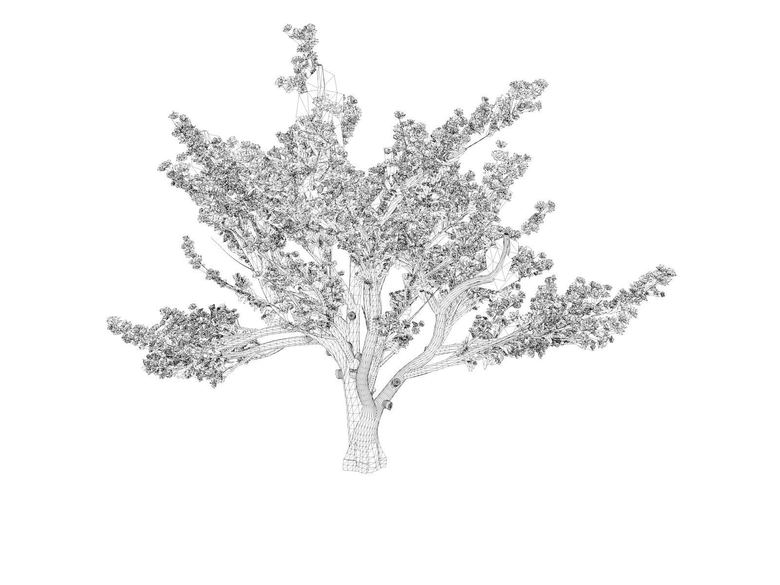 Cedar of Lebanon Tree - 03 - 3D model_1