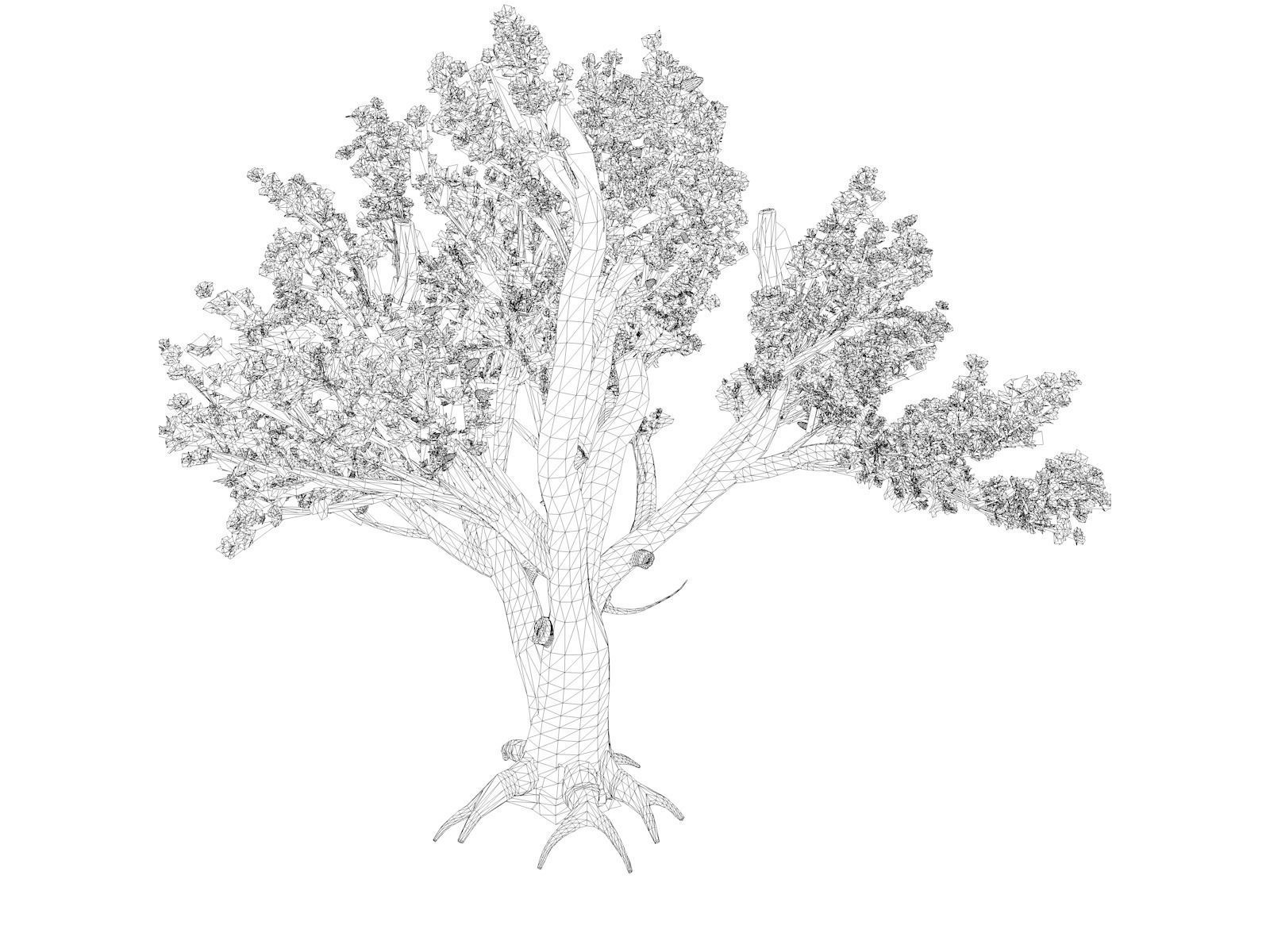 Cedar of Lebanon Tree - 04 - 3D model_1