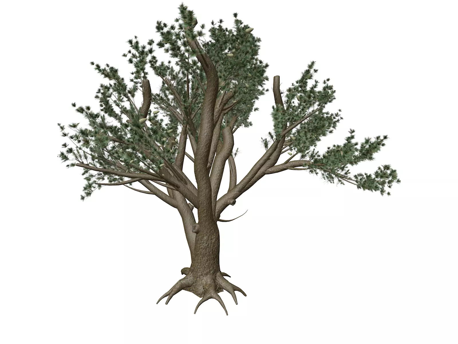 Cedar of Lebanon Tree - 04 - 3D model_0