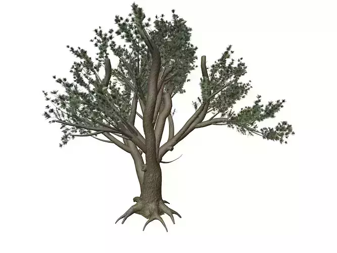 Cedar of Lebanon Tree - 04 -