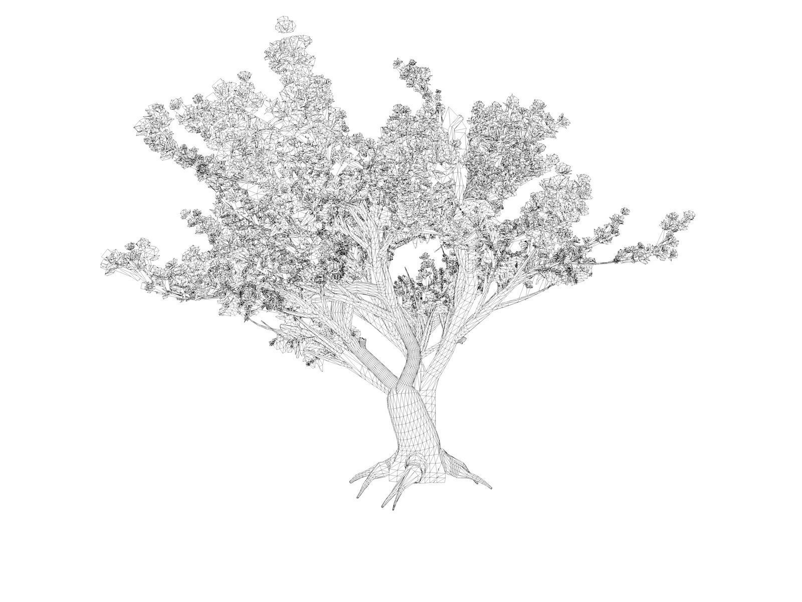 Cedar of Lebanon Tree - 05 - 3D model_1