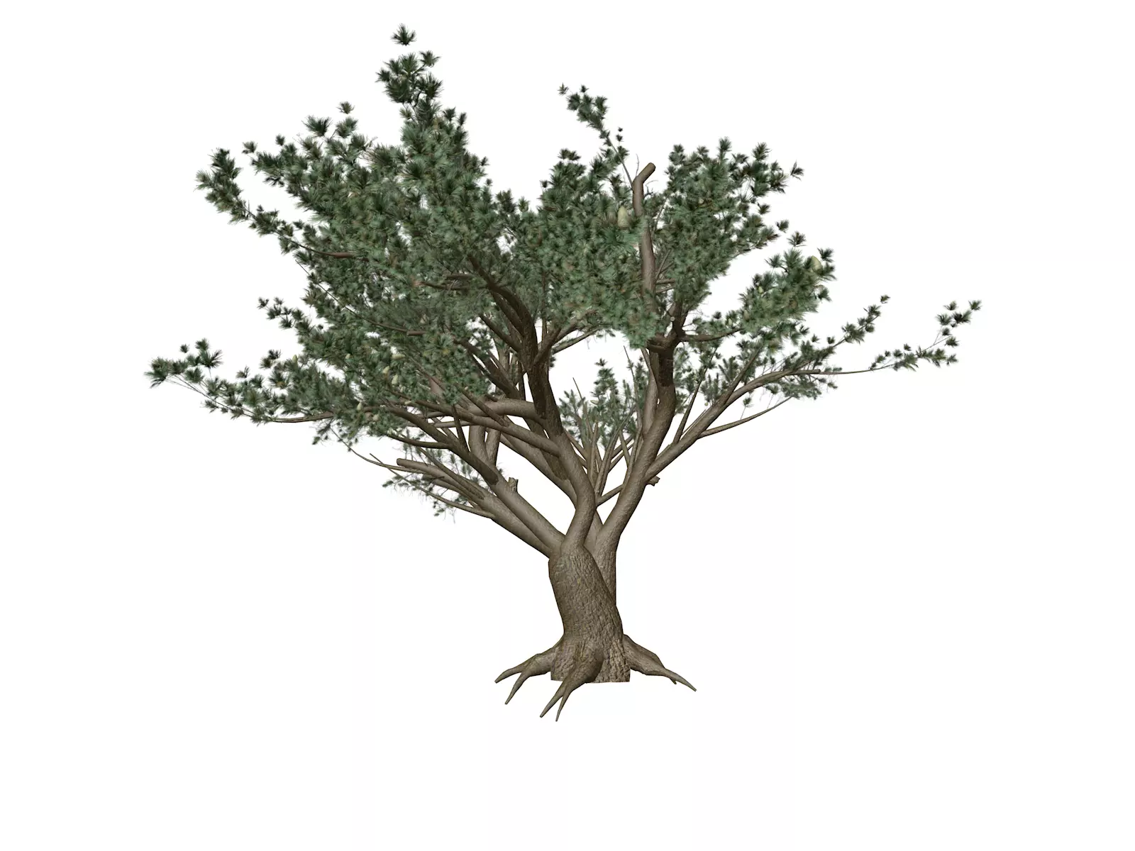 Cedar of Lebanon Tree - 05 - 3D model_0