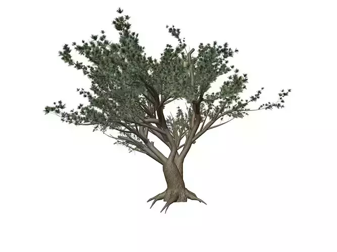 Cedar of Lebanon Tree - 05 -