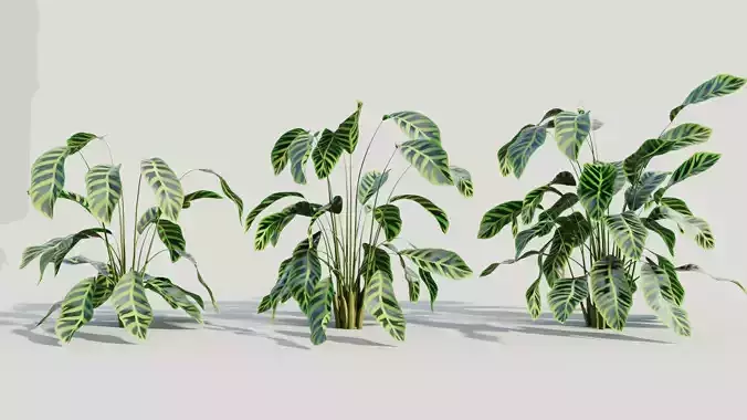 Calathea zebrina a 3D model