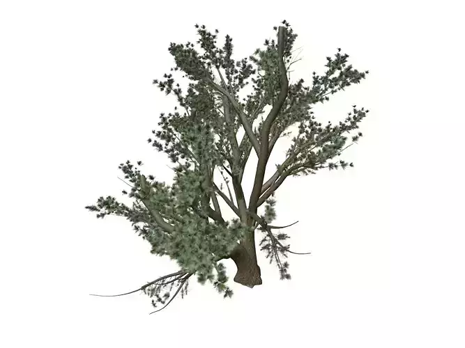 Cedar of Lebanon Tree - 06 -