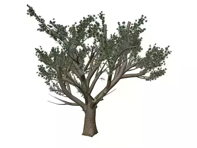 Cedar of Lebanon Tree - 07 -