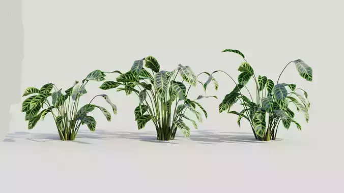 Calathea zebrina b 3D model