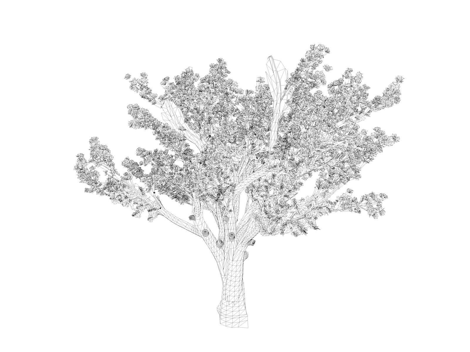 Cedar of Lebanon Tree - 08 - 3D model_1