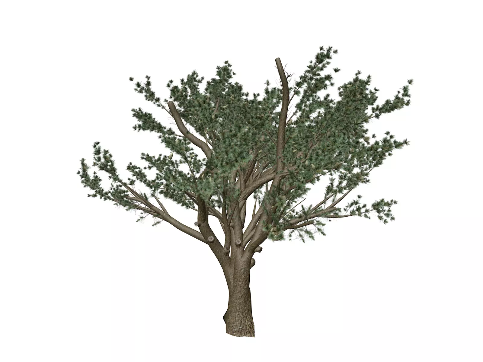 Cedar of Lebanon Tree - 08 - 3D model_0