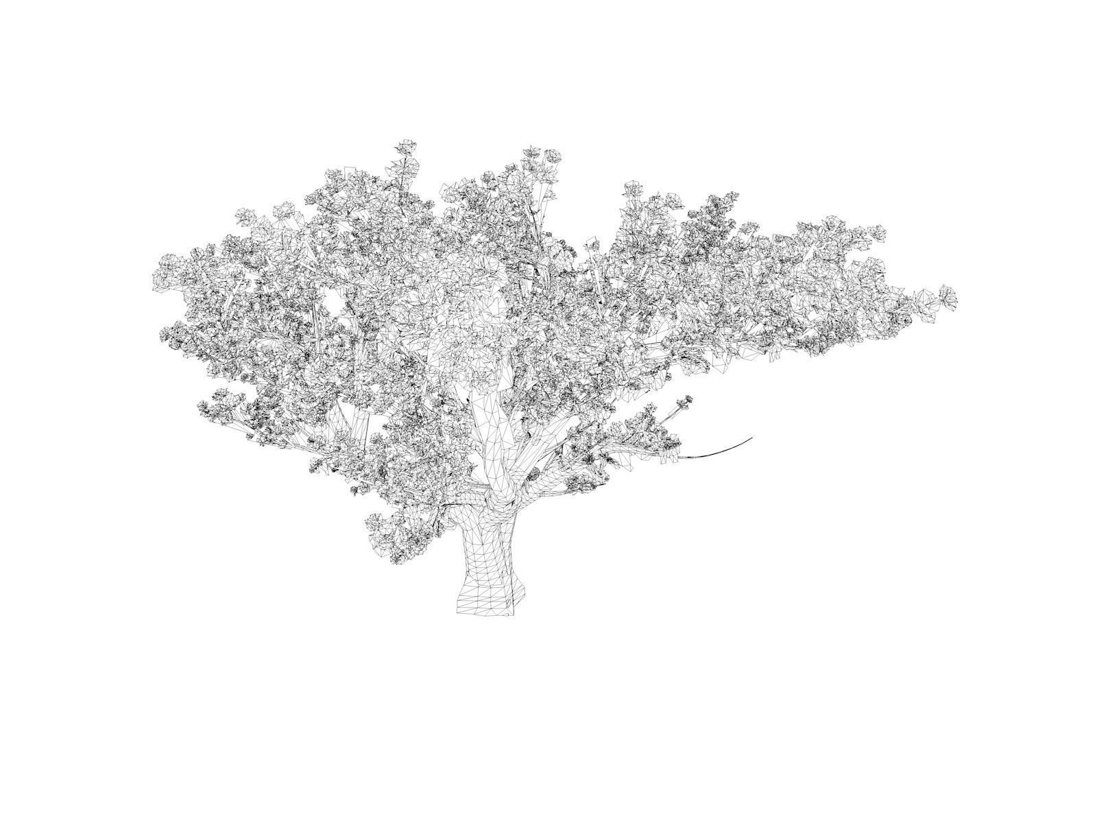 Cedar of Lebanon Tree - 09 - 3D model_1