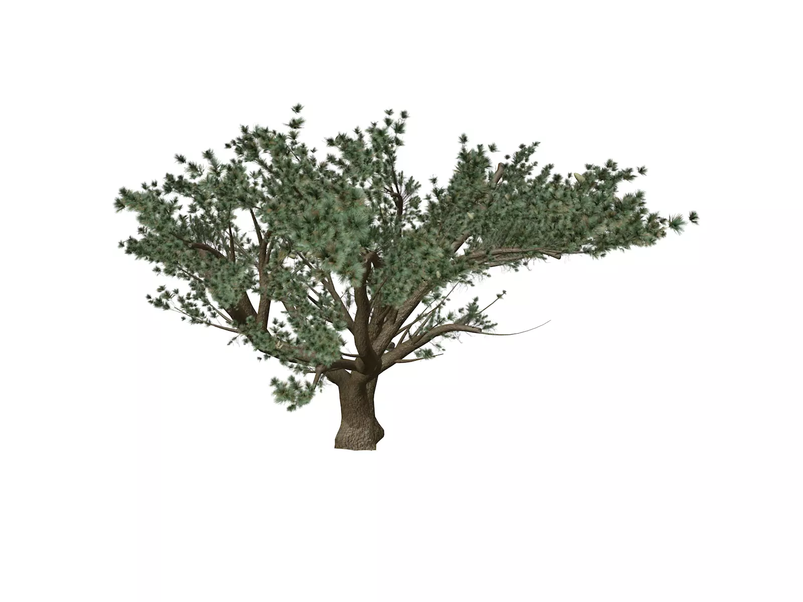 Cedar of Lebanon Tree - 09 - 3D model_0