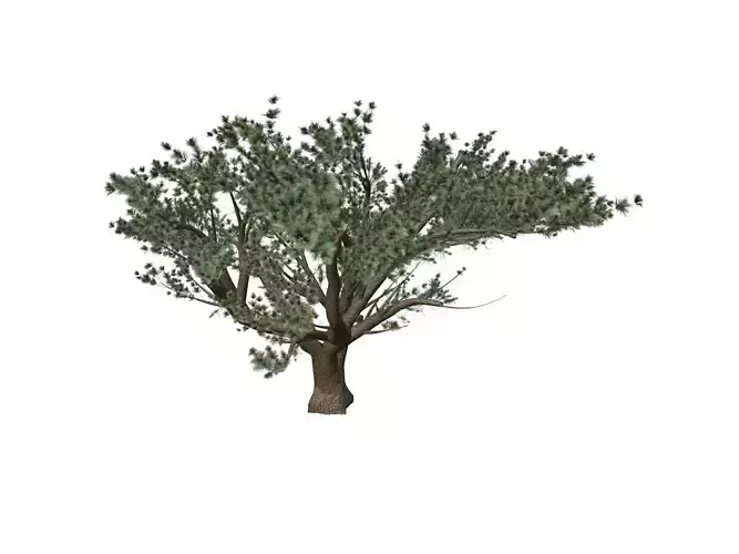 Cedar of Lebanon Tree - 09 -