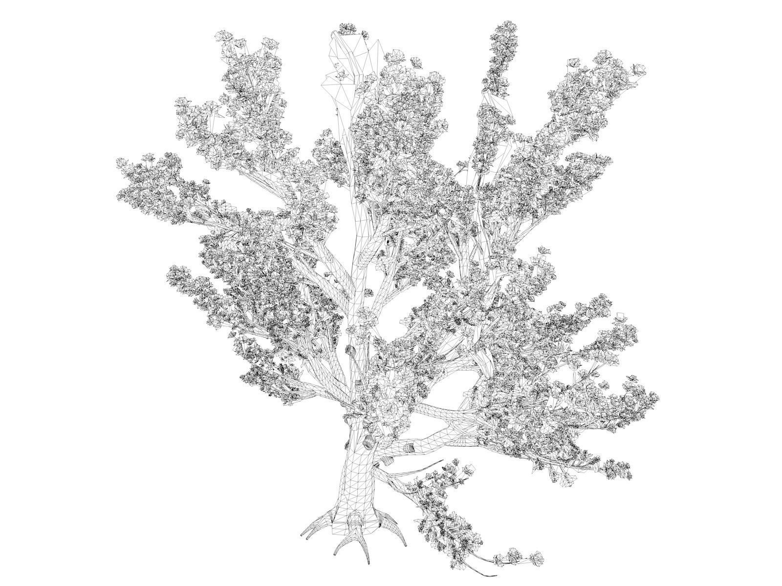 Cedar of Lebanon Tree - 10 - 3D model_1