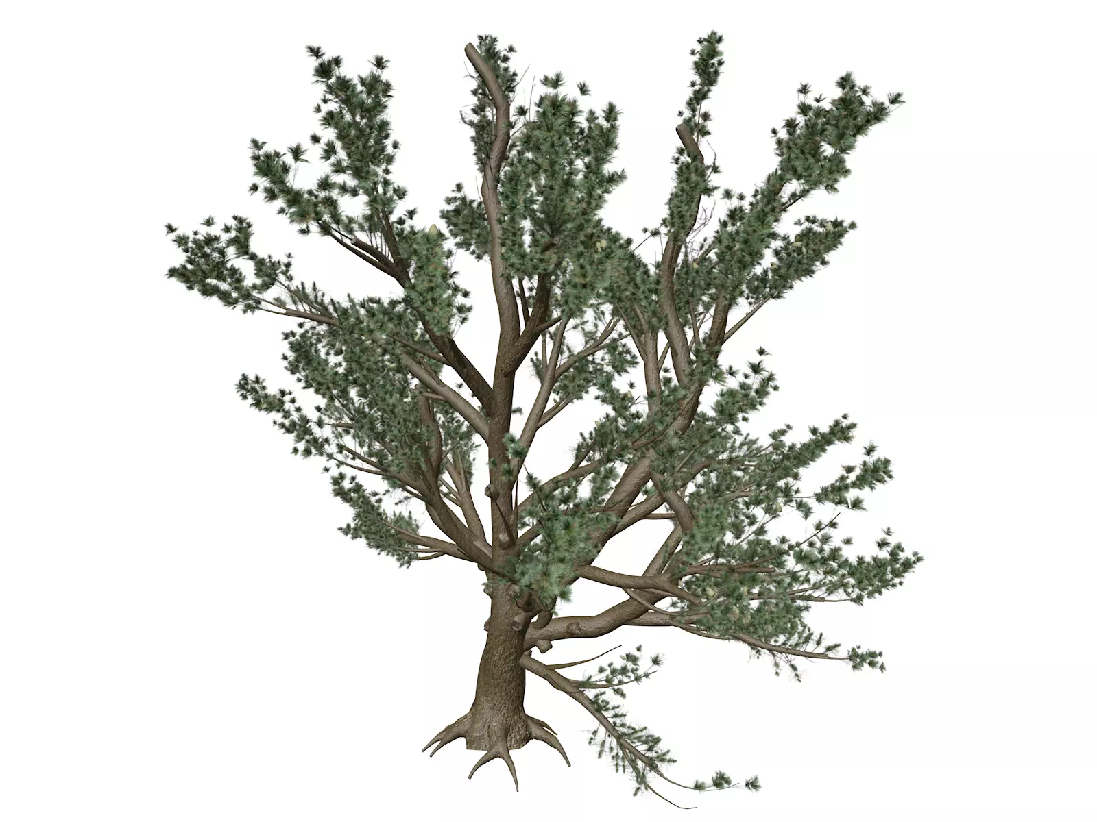 Cedar of Lebanon Tree - 10 - 3D model_0