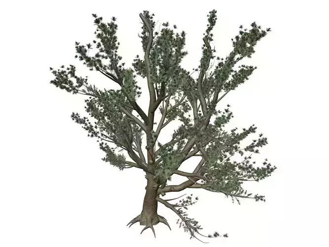 Cedar of Lebanon Tree - 10 -