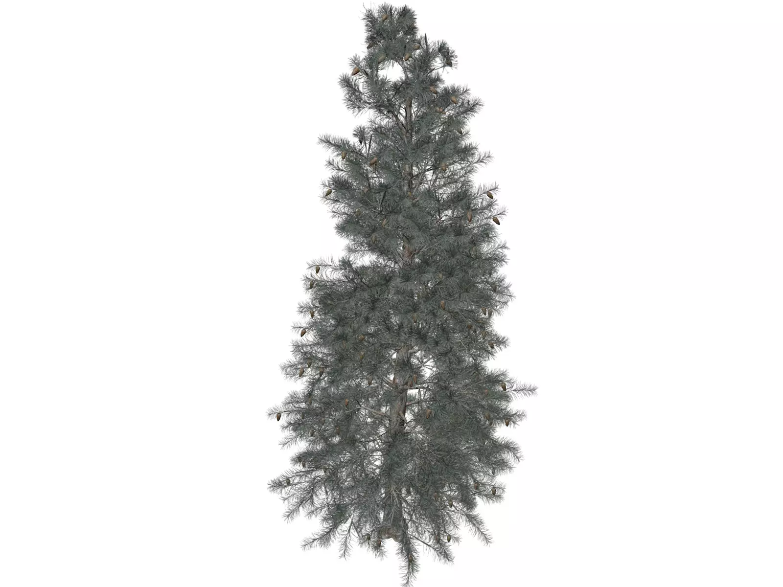 Colorado Blue Spruce Tree - 01 - 3D model_0