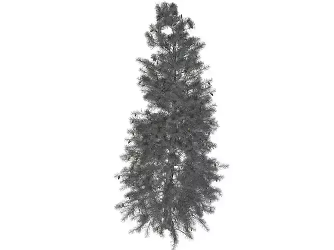 Colorado Blue Spruce Tree - 01 -