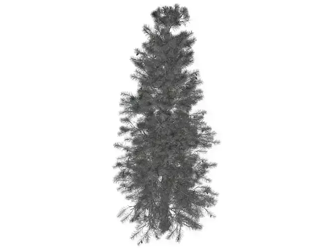 Colorado Blue Spruce Tree - 02 -