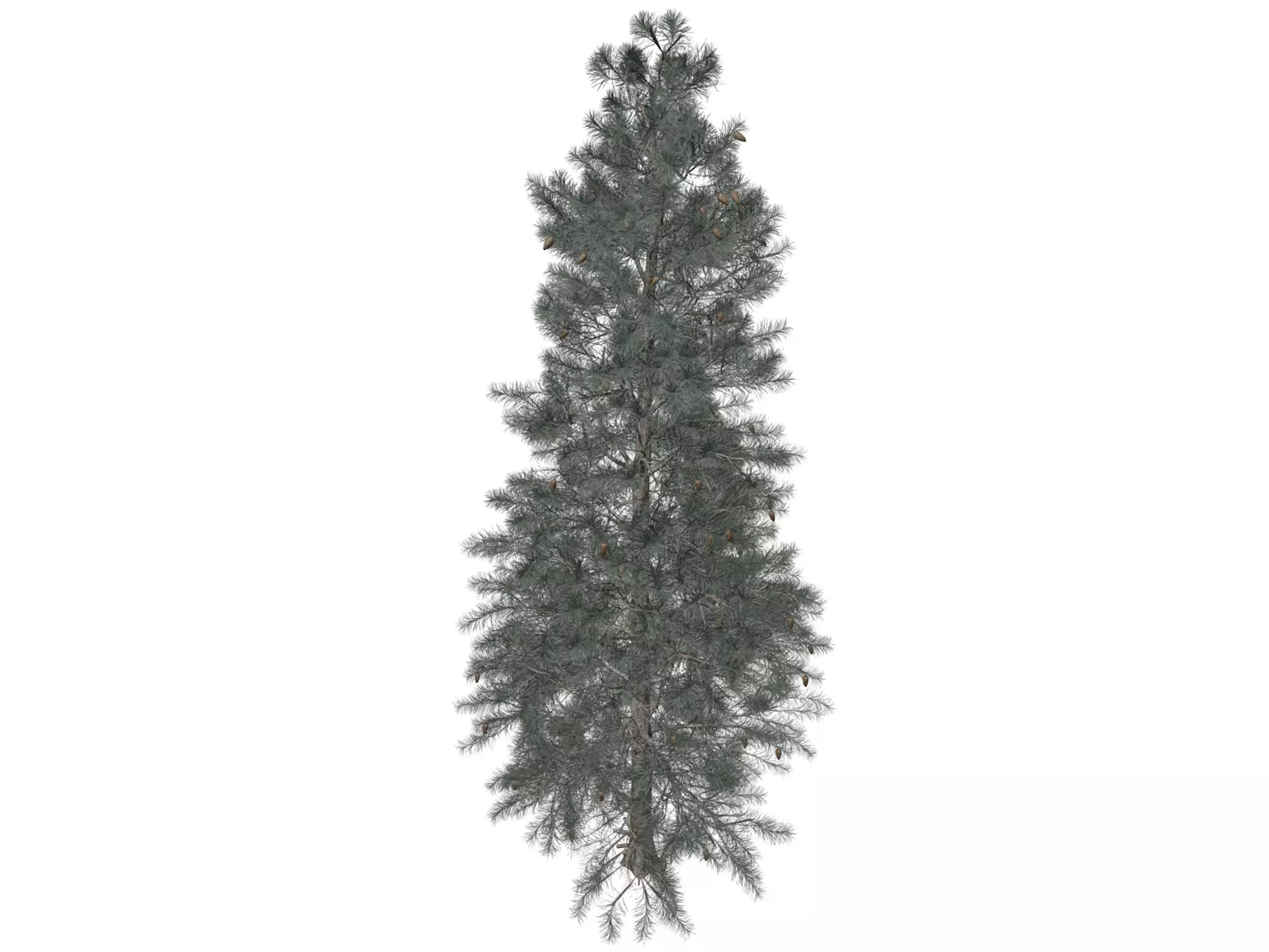Colorado Blue Spruce Tree - 03 - 3D model_0